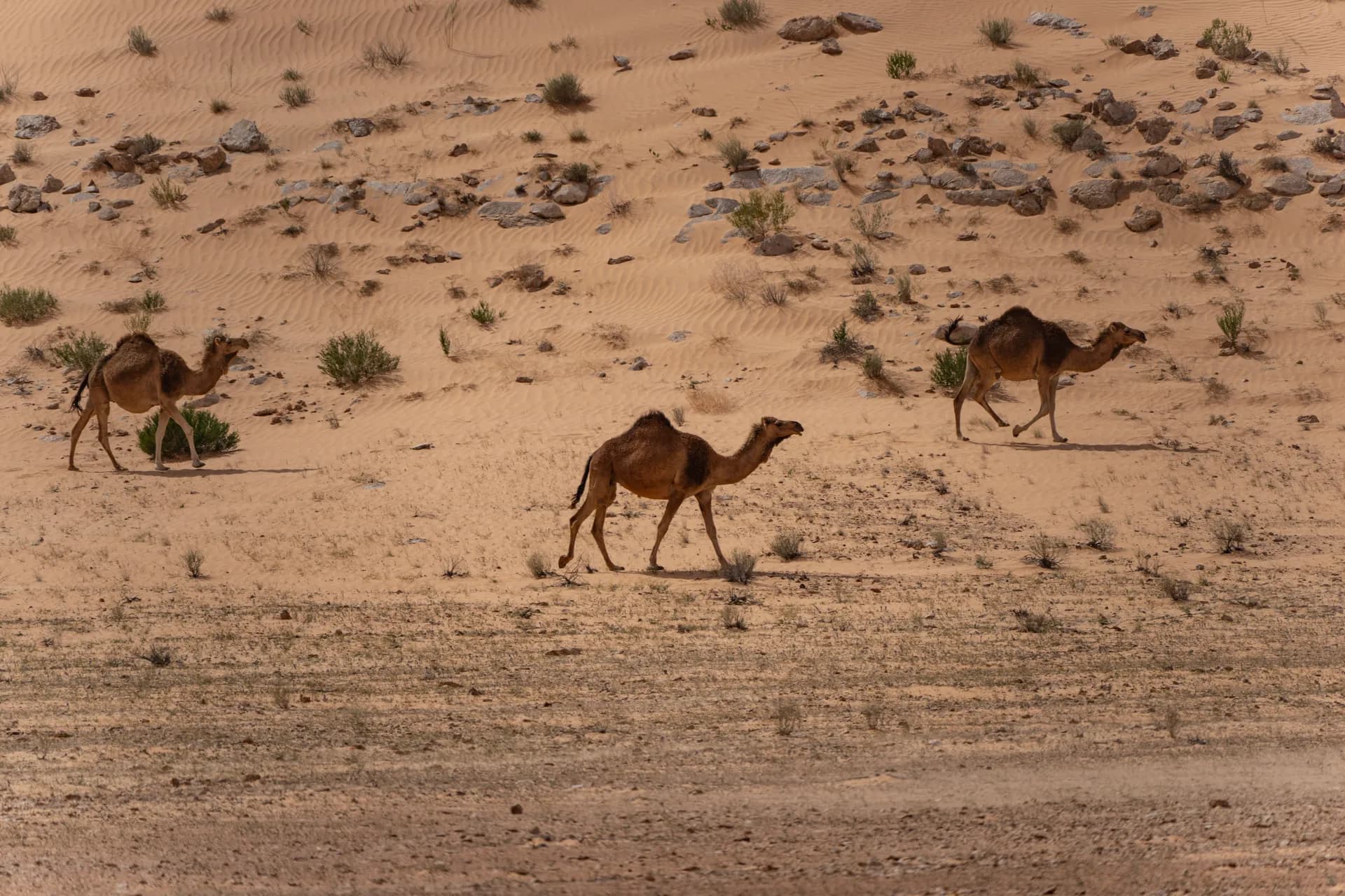 Kamel Trek The Timeless Sahara Trek Experience photo 3