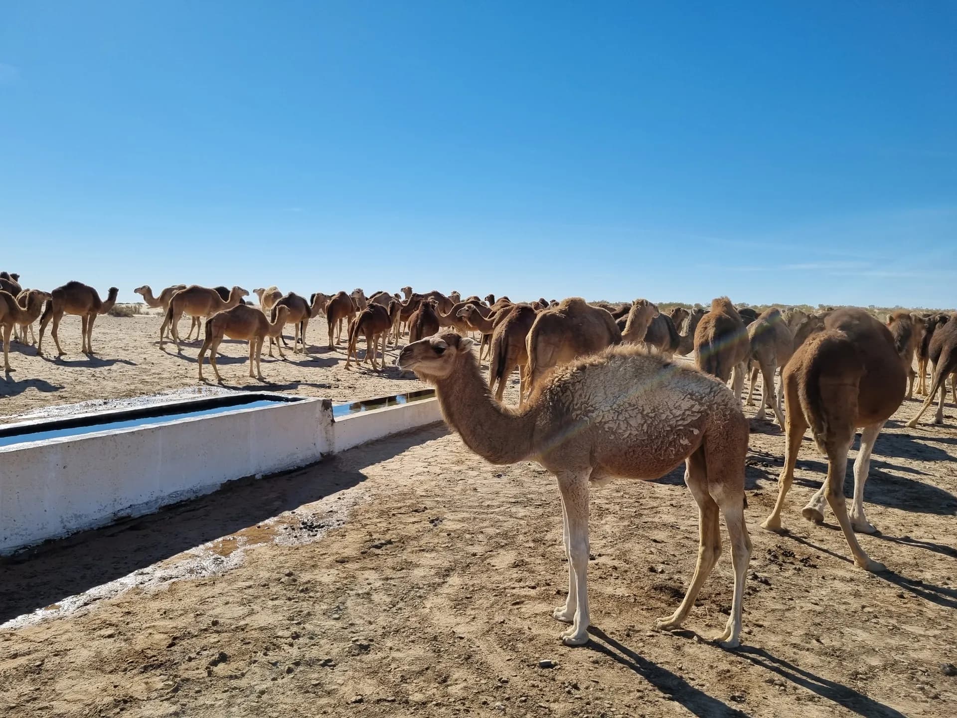 Kamel Trek The Timeless Sahara Trek Experience photo 5