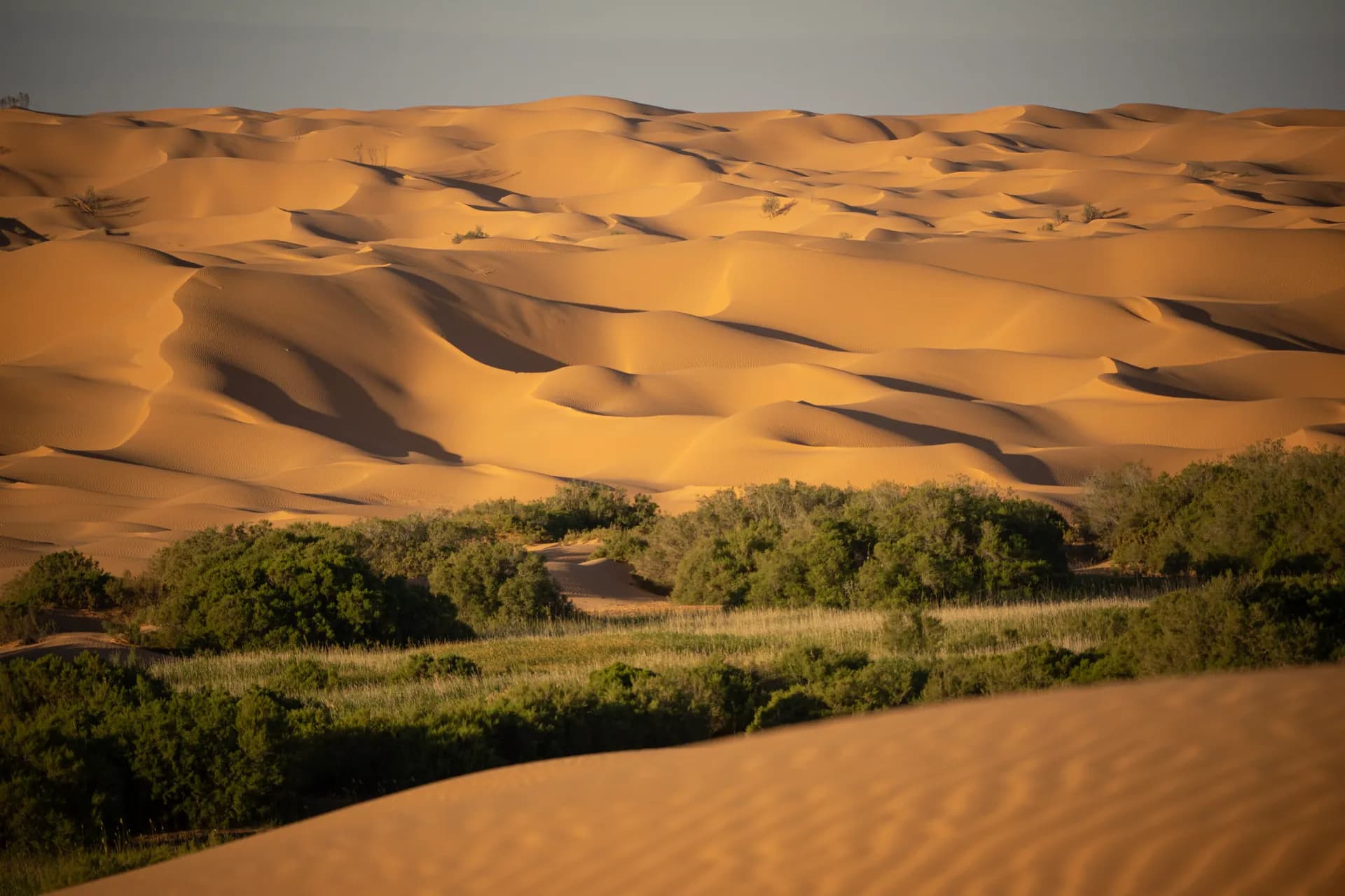 Desert hero